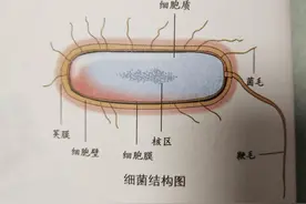 百科时间 细菌 请为孩子收藏图片