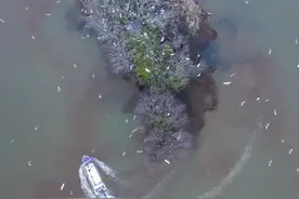 安徽南陵奎湖湿地公园万鸟齐舞图片