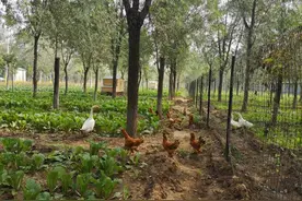 怕黄鼠狼偷鸡，这里请来了“鹅保安”！还真管用图片