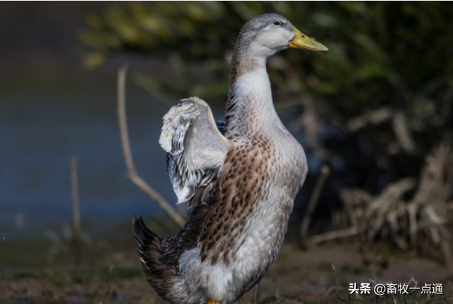 常用动物性蛋白质肉骨粉有哪些？各有何特点？