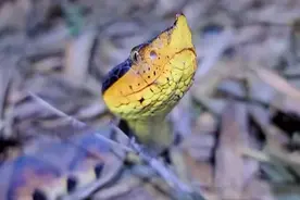 太让人意外了，“毒行天下”的五步蛇，最大的天敌居然是野猪图片