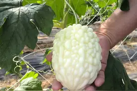 吃瓜吗？很苦的那种图片