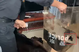 哈士奇把治安岗亭给拆了，工资还没捂热又赔进去，特警小哥气疯了图片