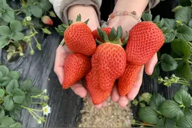 青岛西海岸：一起度过“莓”好时光！快来领取大场草莓采摘攻略！图片