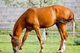 为什么马无论白天黑夜都是站着，连睡觉都不躺下？图片