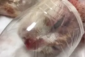 男子将流浪猫锁在笼中用开水烫 致其腹中四个胎儿死亡视频封面