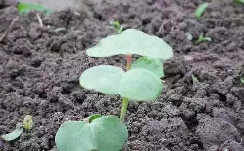 浣庢俯鍐峰瀵规鑺辩敓浜х殑褰卞搷锛屾€庝箞琛ユ晳锛屾€庢牱婊存按锛? onerror=