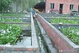 捕捉野生黄鳝、庭院囤养黄鳝，他在别人瞧不起的小事上成就财富图片