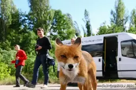 切尔诺贝利悲剧发生34年后，他们冒险偷偷潜入图片