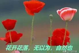 《道德经》第38章有一处明显的错误，是老子错了，还是王弼错了？图片