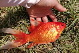 昆明周边40公里草埔人工湖钓场，距昆40公里50一天，鱼种多环境好图片