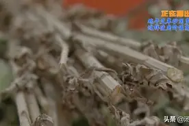 端午将至，又到艾草飘香时 那艾草的价值你知道吗？图片