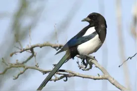 澳洲喜鹊攻击5个月大的女婴，最终致其死亡，它们为何如此猖狂？图片