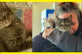 猫咪走失五年，横跨32公里终于回家团聚！主人泪崩：它还活着图片