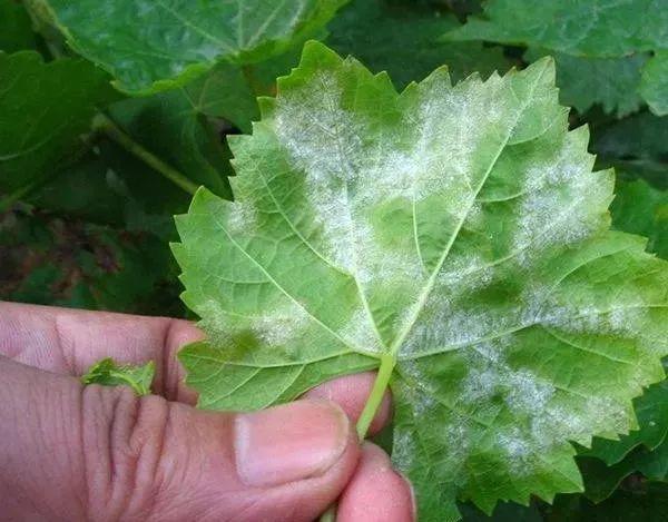 铜制剂用错要出大事！这些注意事项一定要看清楚了