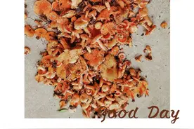 小时候的味道～松菌图片