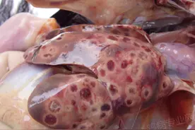 鸡盲肠肝炎的诊断与防制图片