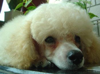 贵宾犬，贵宾犬图片 配图02