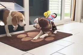 两只小狗争夺一个玩具，追逐打闹不亦乐乎，真是太贪玩了视频封面