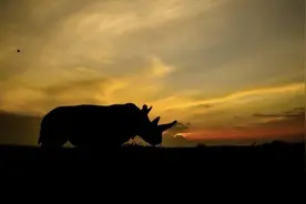 仅剩两只雌性，已经功能性灭绝的北方白犀牛，可能又不会灭绝了图片