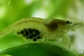 清洁鱼缸小能手黑壳虾如何繁殖，做好3点，满鱼缸小生命很欢乐图片