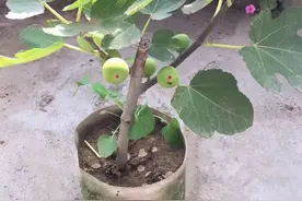 无花果：养了多年却只开花不坐果？做到3点，果子长成鸽子蛋大图片
