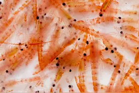 被称为海上金矿的南极磷虾，数个发达国家争锋，中国或成最强黑马图片