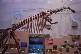 周末去哪儿？陕西自然博物馆有“矿”一起浪图片