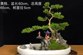 雀舌黄杨盆景，有大理石花盆、陶瓷盆等图片