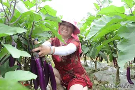 茄子黄瓜有瓢虫易早衰，试试这两方法，不招虫还能加倍增产图片