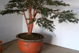 植物中的“大网红”，家庭净化小帮手，它就是传说中的“红豆杉”图片
