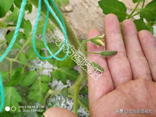 苗期根弱茎细花小 海藻酸+氨基酸绝配