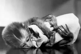 恒河猴母爱剥夺实验：推翻一套坑人的育儿法，拯救无数儿童图片