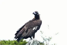 新疆这些动物朋友要“升级”了，你支持吗？图片