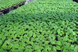 冬暖大棚，栽培越夏茬黄瓜，要如何管理呢？图片