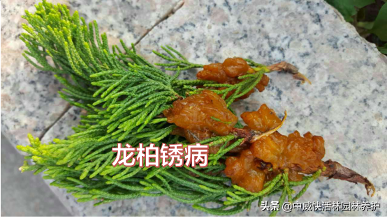 锈病的发生与防治，这些问题点您都知道了吗？