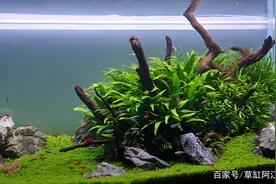 打造一个精致水草缸，不知怎么搭配水草？今天教你选适合你的水草图片