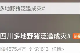 广东一县深受野猪侵扰，1.5万亩农作物受害图片