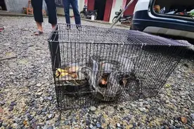 广西44斤大蟒蛇进家咬死7只鸡，蟒蛇有多危险？造成的损失谁来赔图片