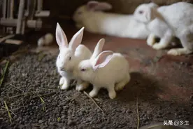 张张图片，彰显小白兔的可爱图片