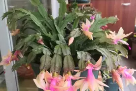 蟹爪兰叶片又干又瘪怎么办？教你几招，叶片快恢复，很快开满花图片