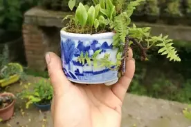 让一颗小苗大放异彩的正确方式：将它造型为垂枝式指尖微型盆景图片