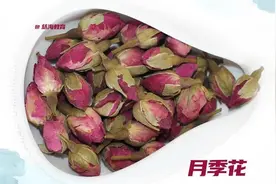 每天学习一味中药——月季花图片