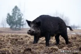 野猪赖上旧屋跟村民做邻居，山里人略施计谋，凶猛野猪变温顺家畜图片