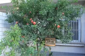 庭院种树有讲究，老话“屋前不栽肿头木，屋后不种脚脖粗”说的啥图片