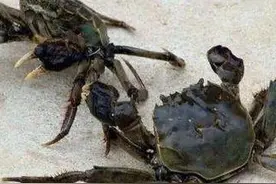螃蟹是怎么死的？可以吃吗？图片