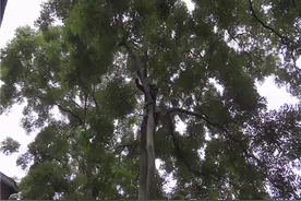 勤快大哥爬上大树修剪枝丫 两脚发软被困树上图片