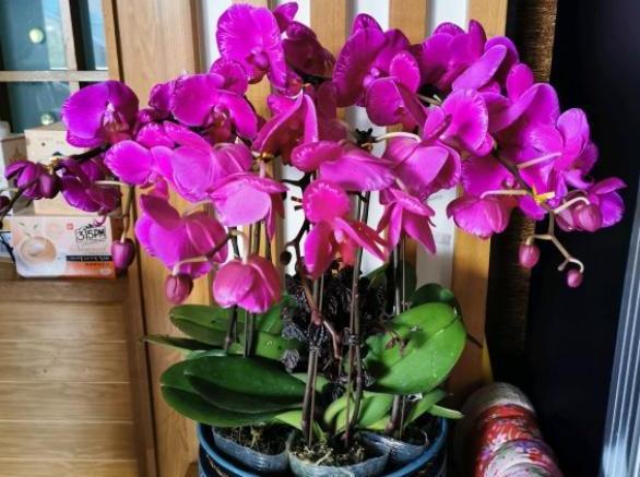 蝴蝶兰花期过后如何养护（蝴蝶兰开完花）