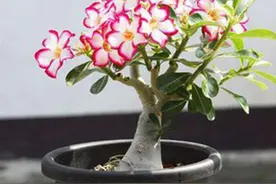 沙漠玫瑰掉花苞？找到原因，才能让沙漠玫瑰顺利开花！图片