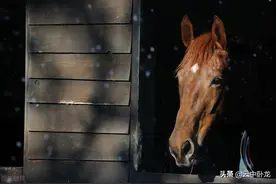 老韩讲了一个故事：鞭马图片